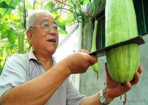 农村免费吃瓜大爷,共享丰收喜悦的温馨画面 第3张 农村免费吃瓜大爷,共享丰收喜悦的温馨画面 第3张